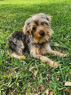 ≥ Vind yorkshire terrier particulier in Honden .